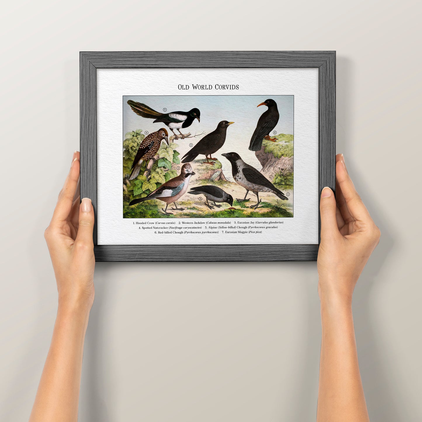 Old World Corvids | 1889