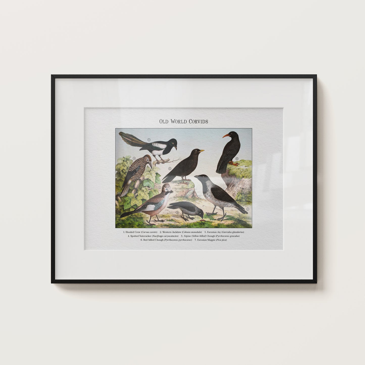 Old World Corvids | 1889