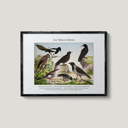Old World Corvids | 1889
