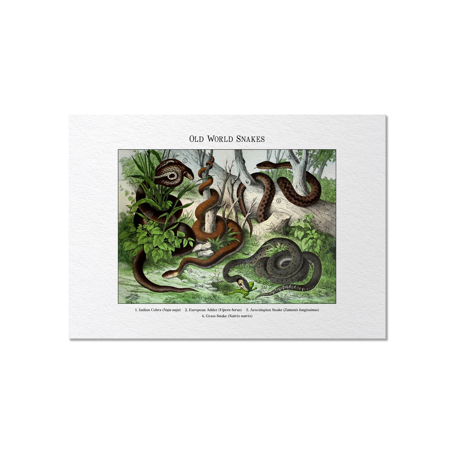 Old World Snakes | 1889