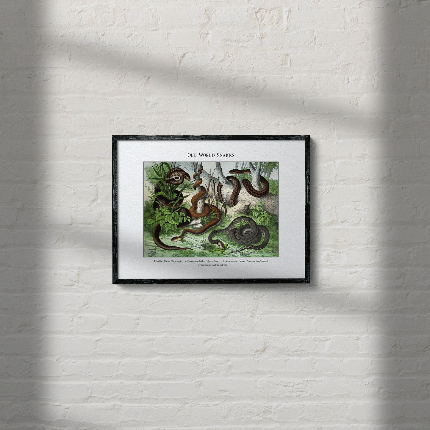 Old World Snakes | 1889