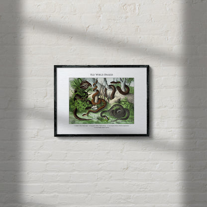 Old World Snakes | 1889