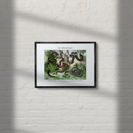 Old World Snakes | 1889