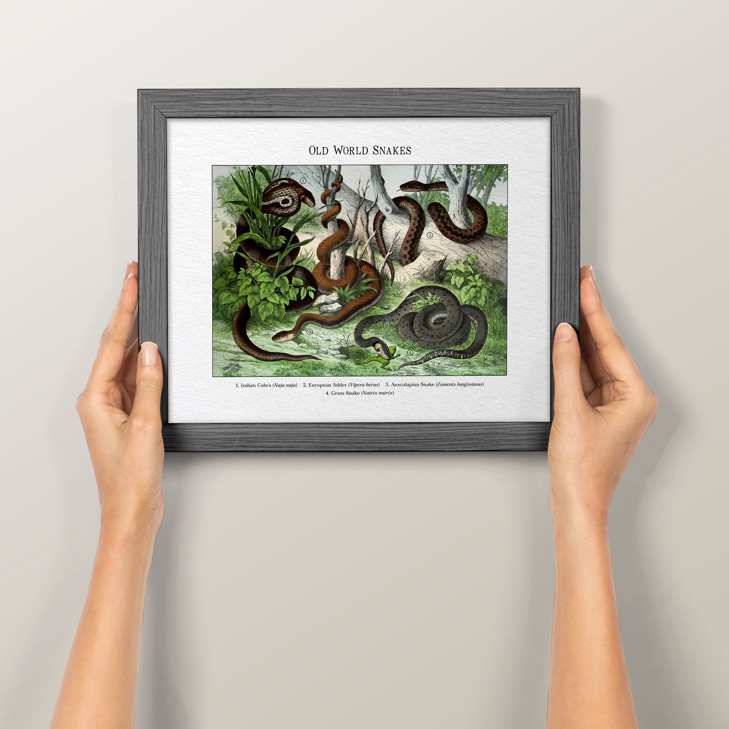 Old World Snakes | 1889