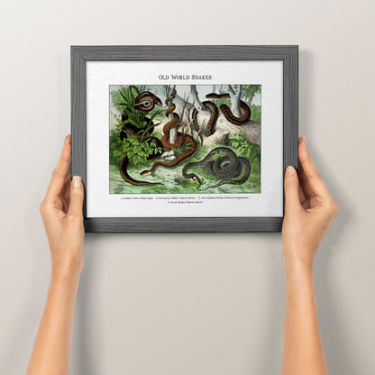 Old World Snakes | 1889