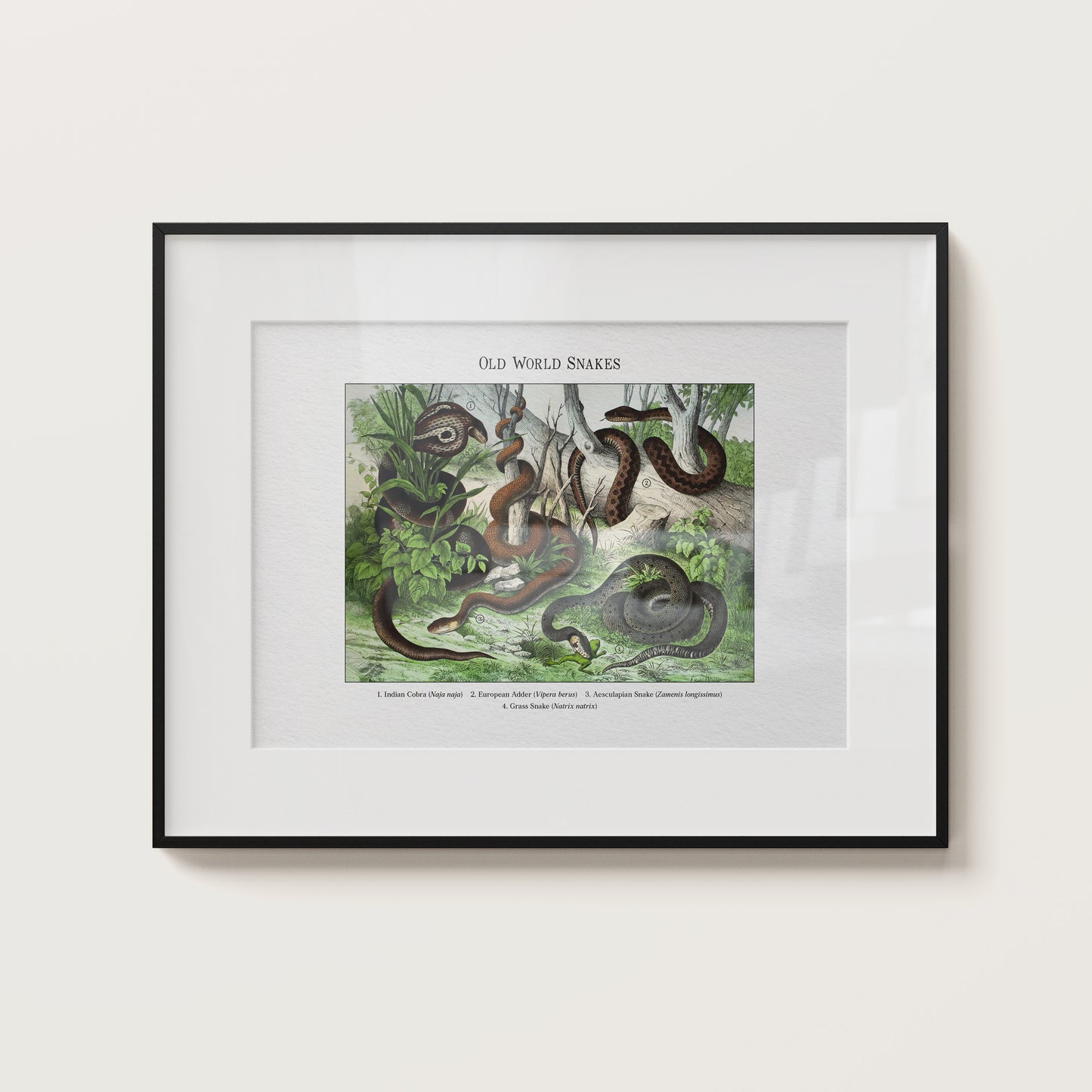 Old World Snakes | 1889