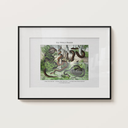 Old World Snakes | 1889