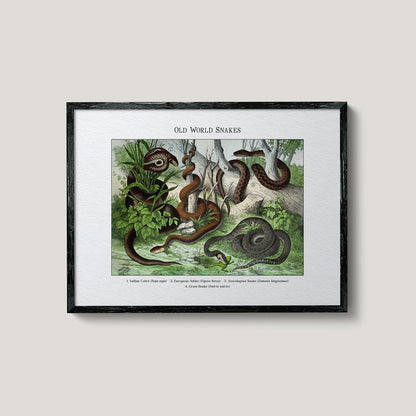 Old World Snakes | 1889