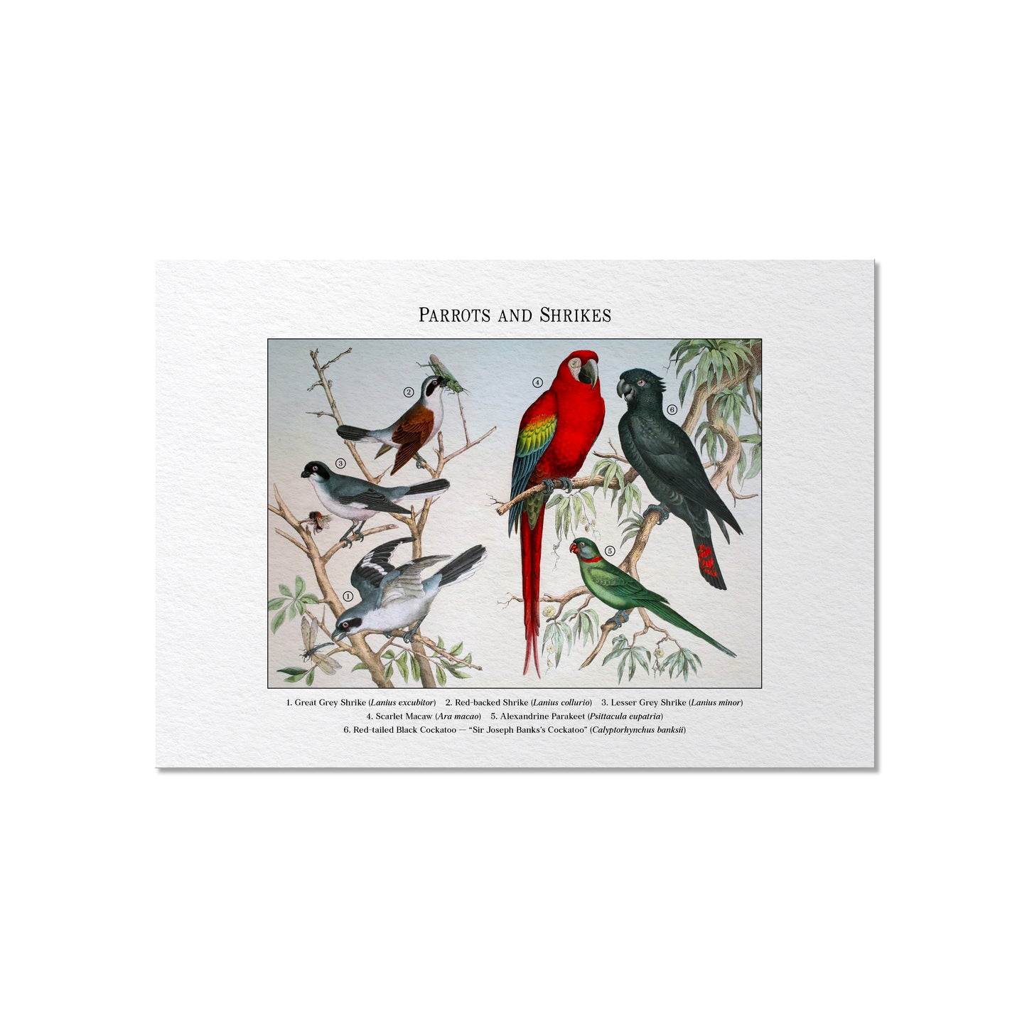 Parrots and Shrikes | 1889