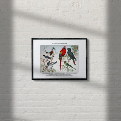 Parrots and Shrikes | 1889