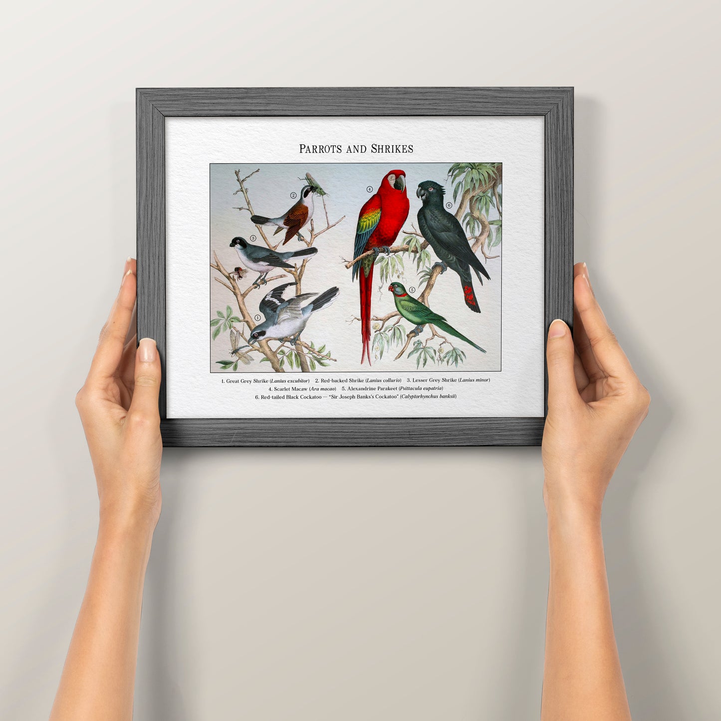 Parrots and Shrikes | 1889