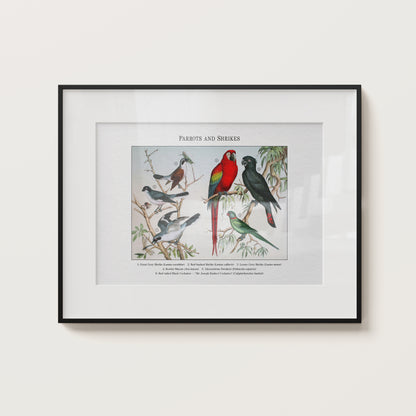 Parrots and Shrikes | 1889