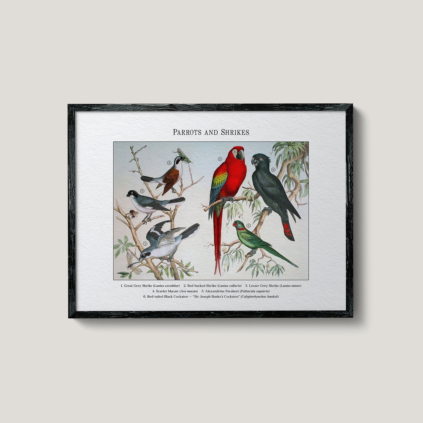 Parrots and Shrikes | 1889