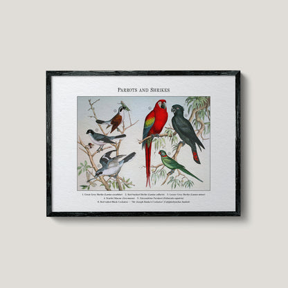 Parrots and Shrikes | 1889