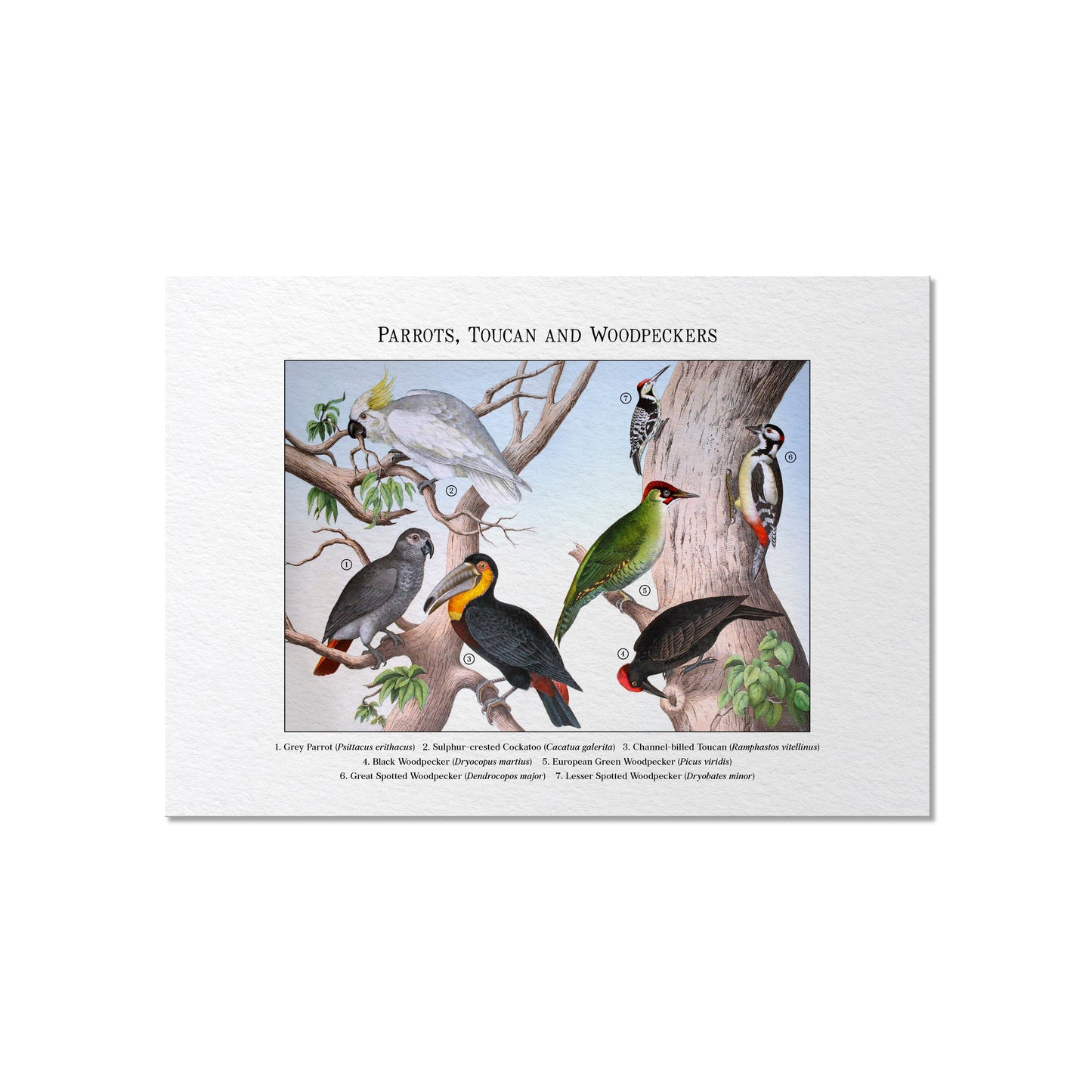 Parrots, Toucan and Woodpeckers | 1889