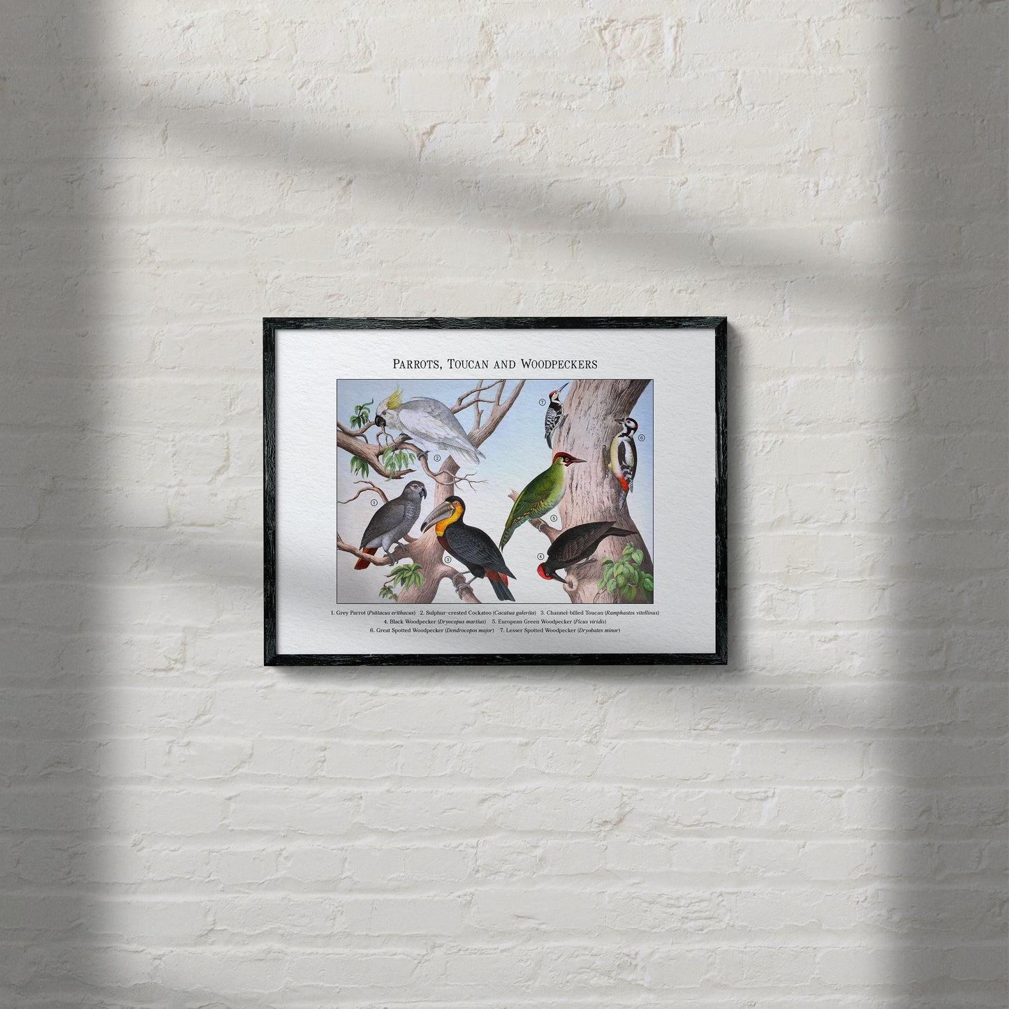 Parrots, Toucan and Woodpeckers | 1889