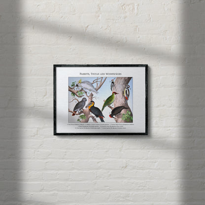 Parrots, Toucan and Woodpeckers | 1889