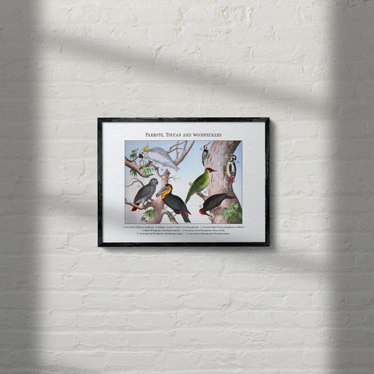 Parrots, Toucan and Woodpeckers | 1889