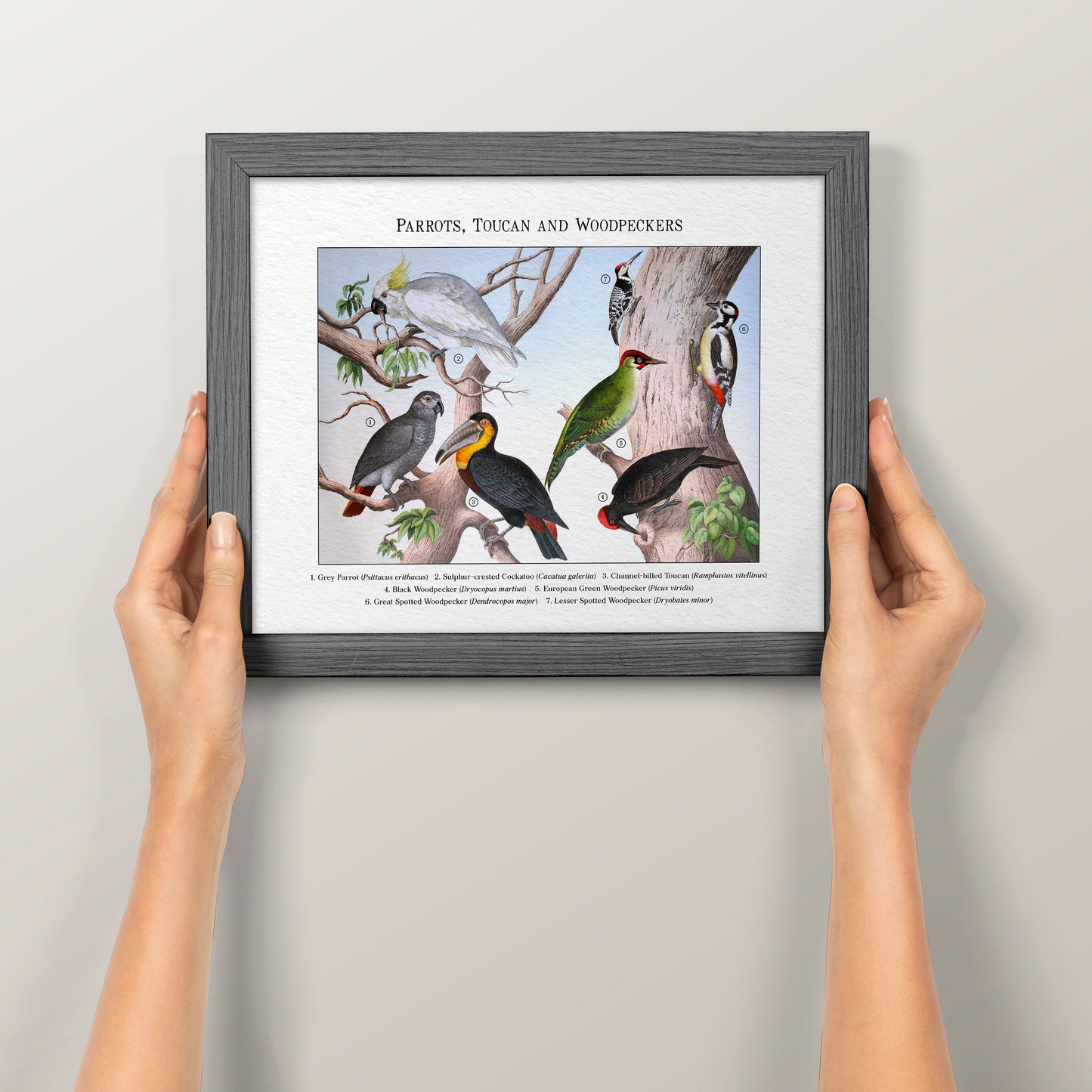 Parrots, Toucan and Woodpeckers | 1889