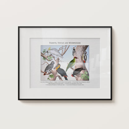 Parrots, Toucan and Woodpeckers | 1889