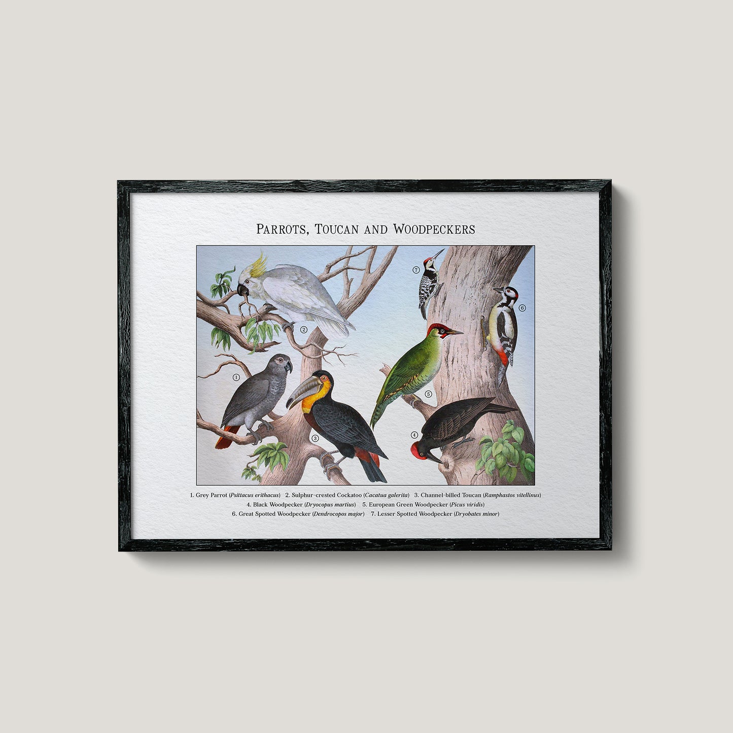 Parrots, Toucan and Woodpeckers | 1889