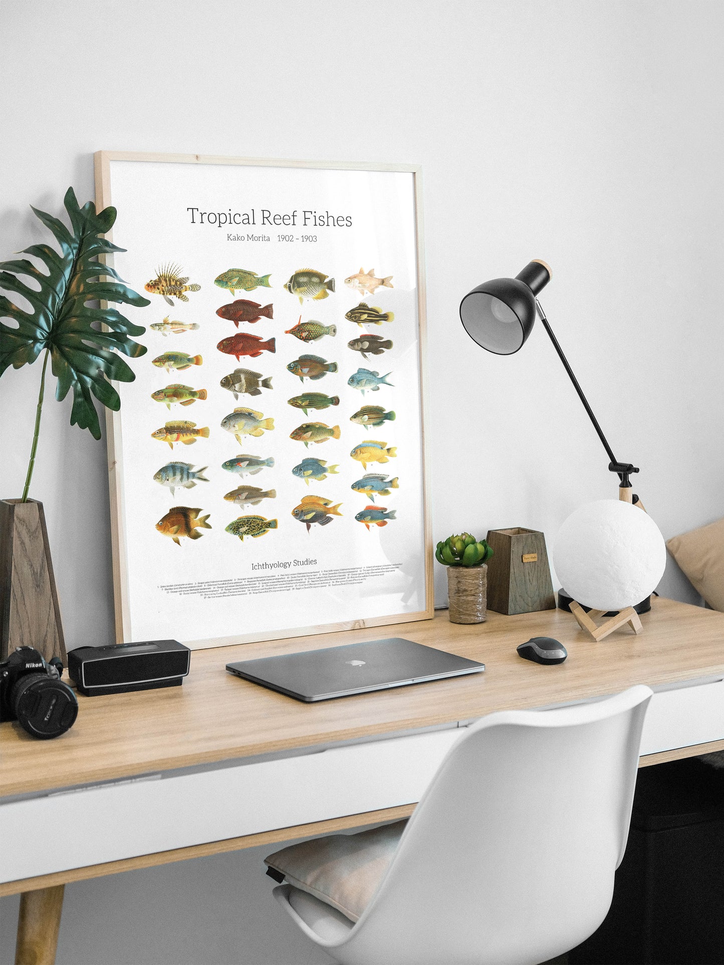 Tropical Reef Fishes | 1902–1903