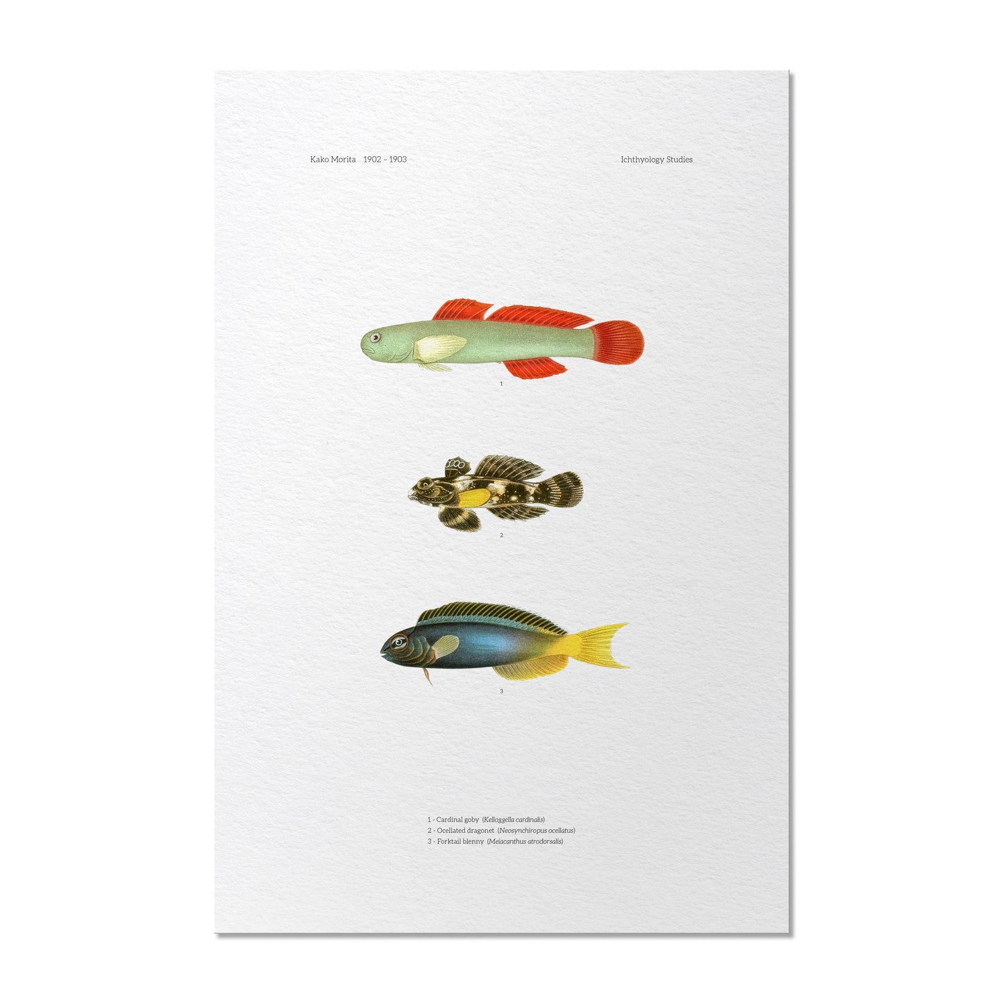 Cardinal Goby, Ocellated Dragonet and Forktail Blenny | 1902-1903