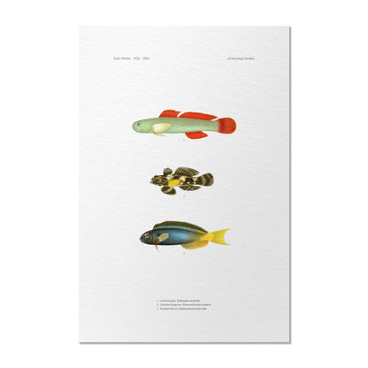 Cardinal Goby, Ocellated Dragonet and Forktail Blenny | 1902-1903