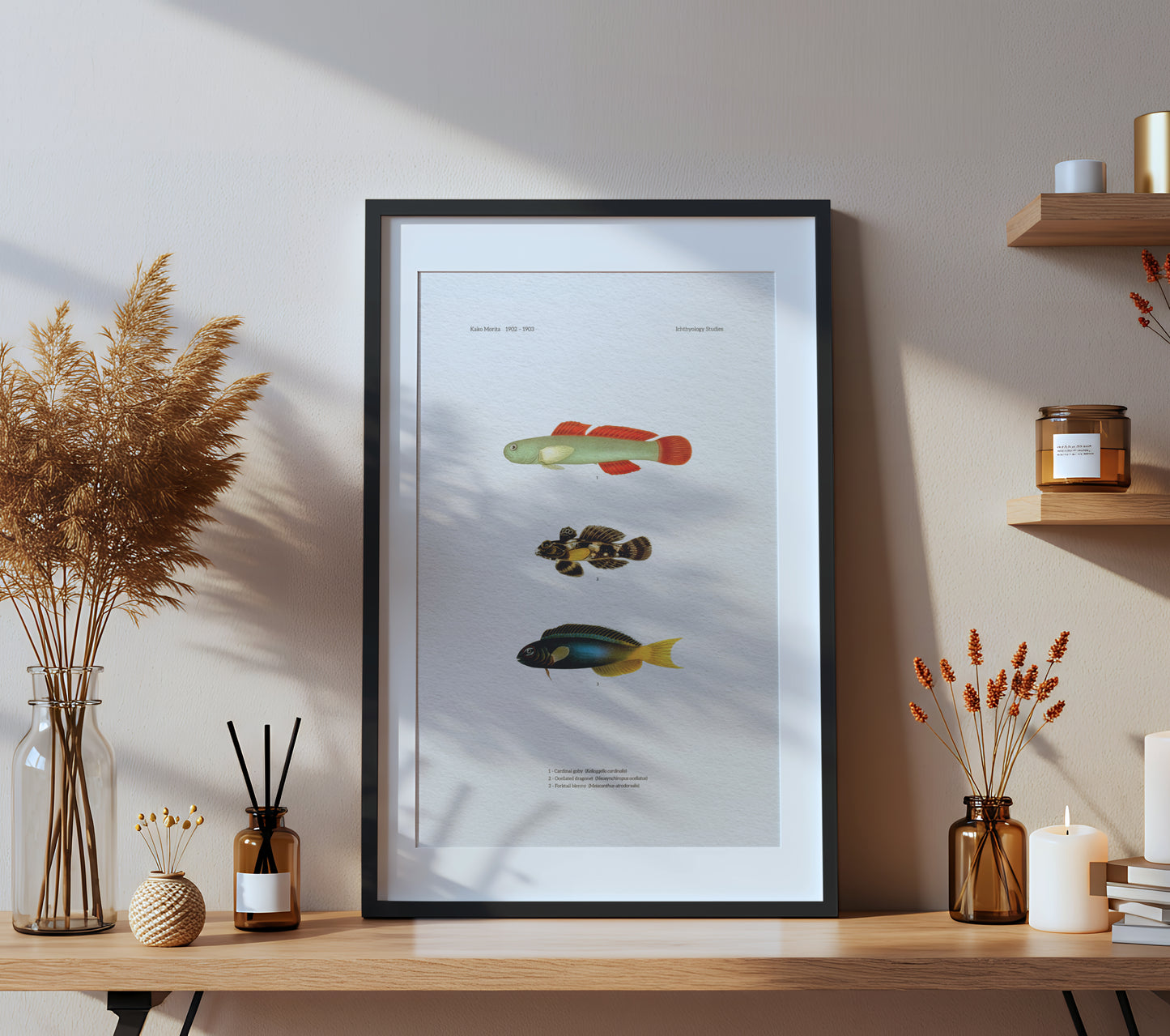 Cardinal Goby, Ocellated Dragonet and Forktail Blenny | 1902-1903