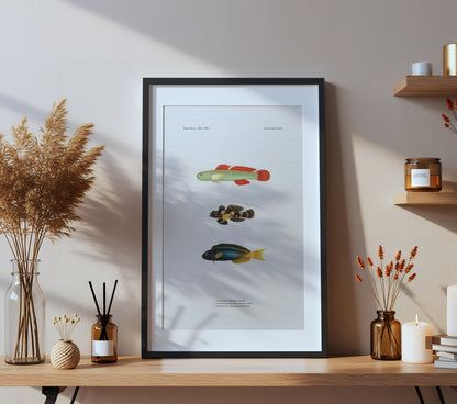 Cardinal Goby, Ocellated Dragonet and Forktail Blenny | 1902-1903