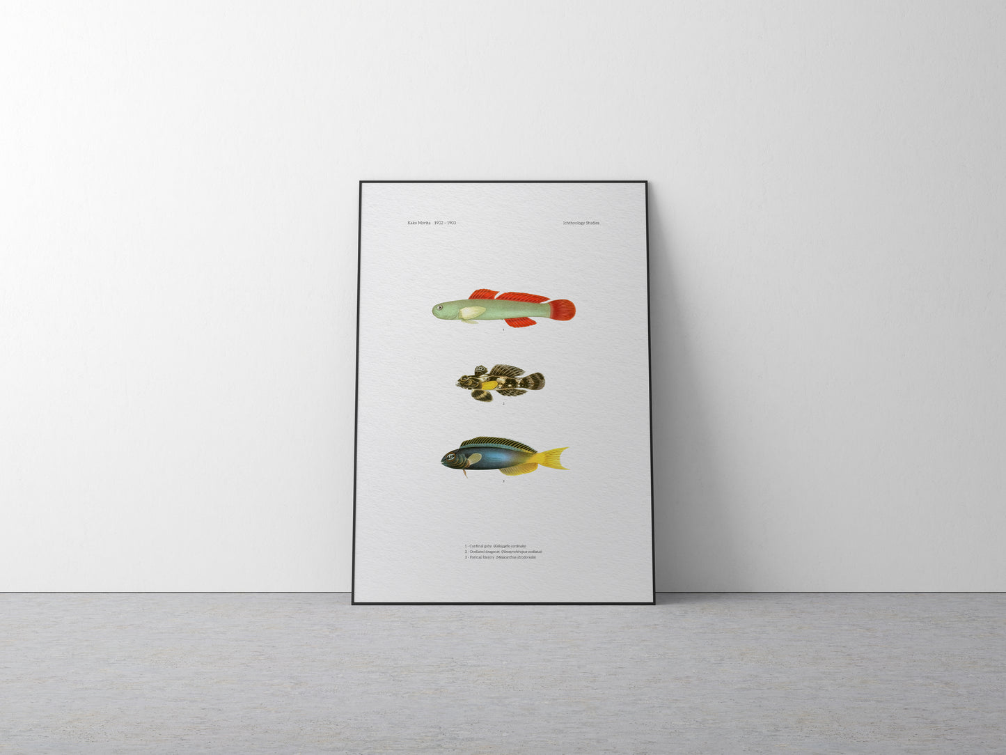 Cardinal Goby, Ocellated Dragonet and Forktail Blenny | 1902-1903