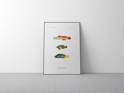 Cardinal Goby, Ocellated Dragonet and Forktail Blenny | 1902-1903