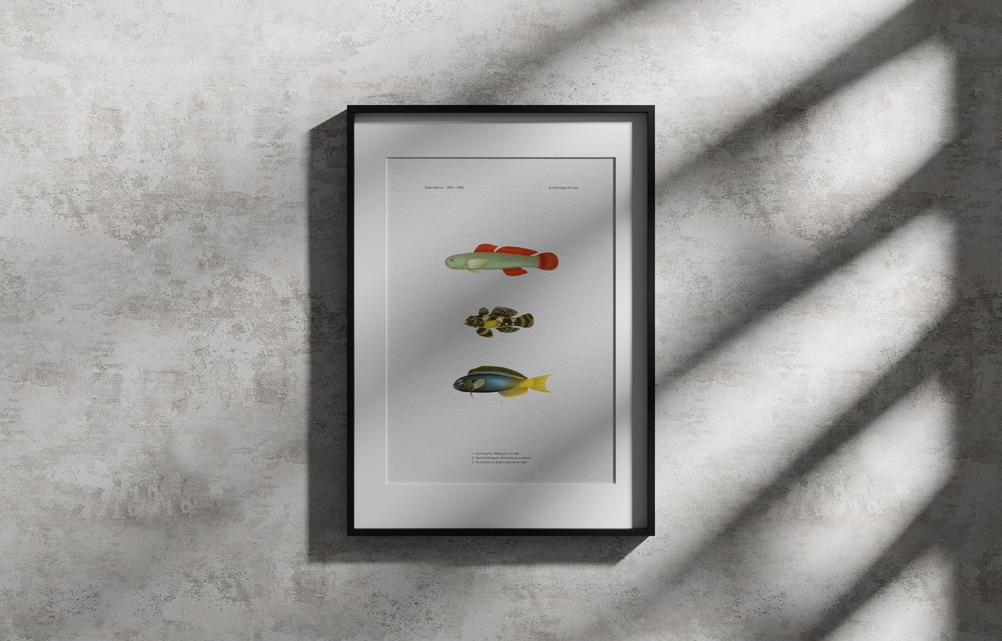 Cardinal Goby, Ocellated Dragonet and Forktail Blenny | 1902-1903