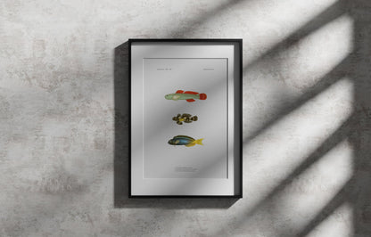 Cardinal Goby, Ocellated Dragonet and Forktail Blenny | 1902-1903