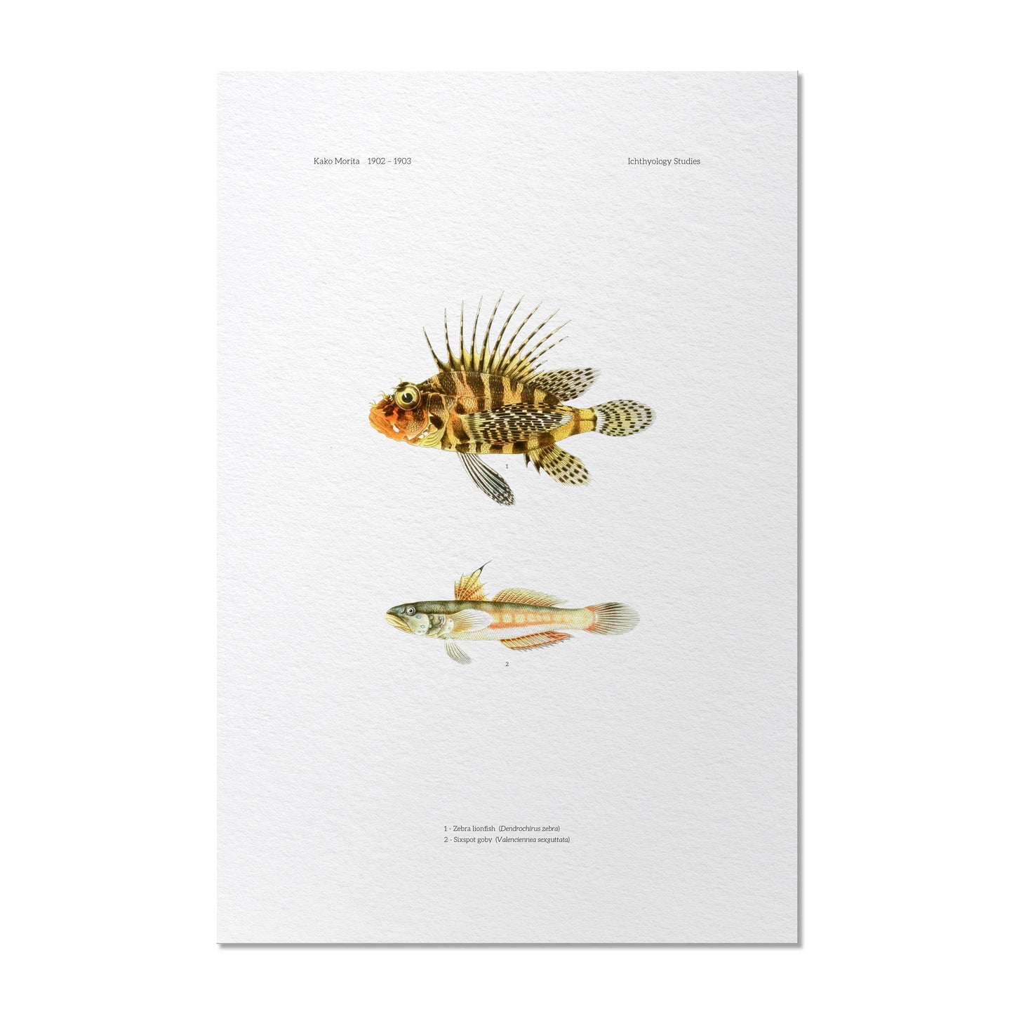 Zebra Lionfish and Sixspot Goby | 1902–1903