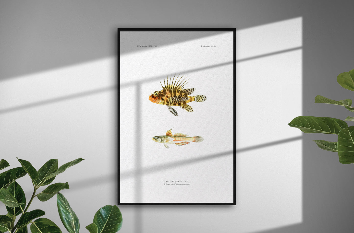 Zebra Lionfish and Sixspot Goby | 1902–1903