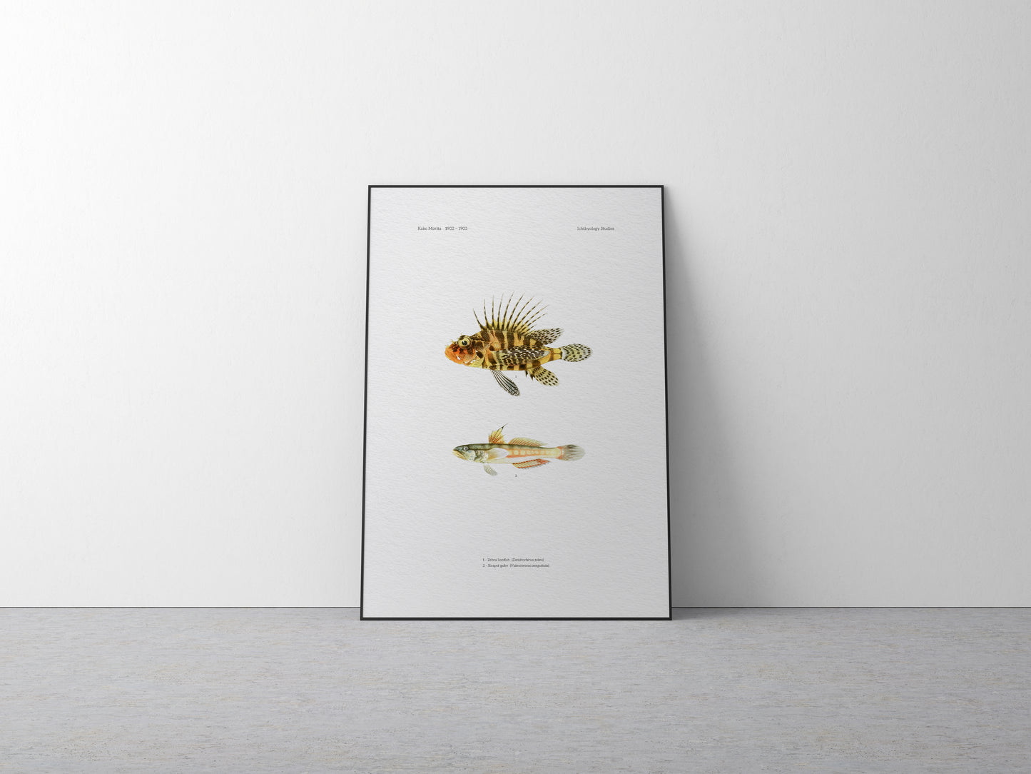 Zebra Lionfish and Sixspot Goby | 1902–1903
