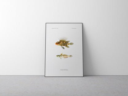Zebra Lionfish and Sixspot Goby | 1902–1903