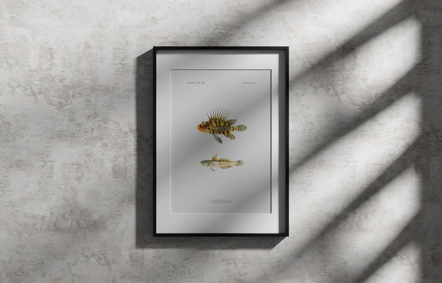 Zebra Lionfish and Sixspot Goby | 1902–1903