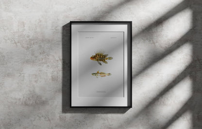 Zebra Lionfish and Sixspot Goby | 1902–1903