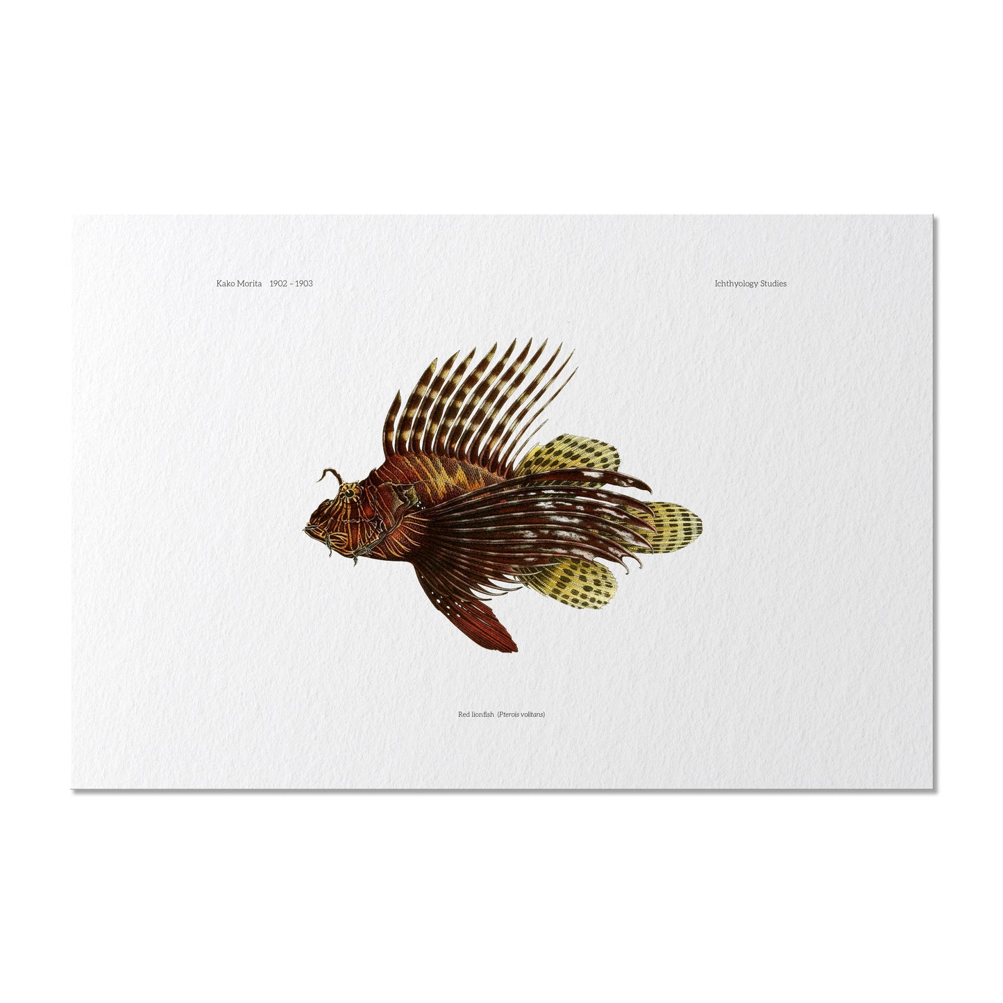 Red Lionfish | 1902–1903