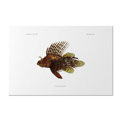 Red Lionfish | 1902–1903