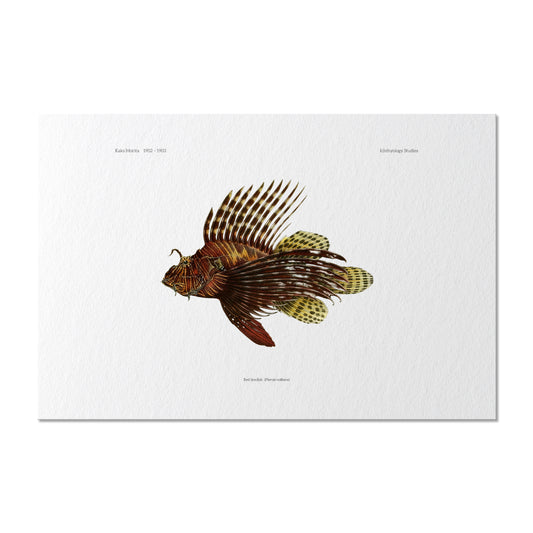 Red Lionfish | 1902–1903