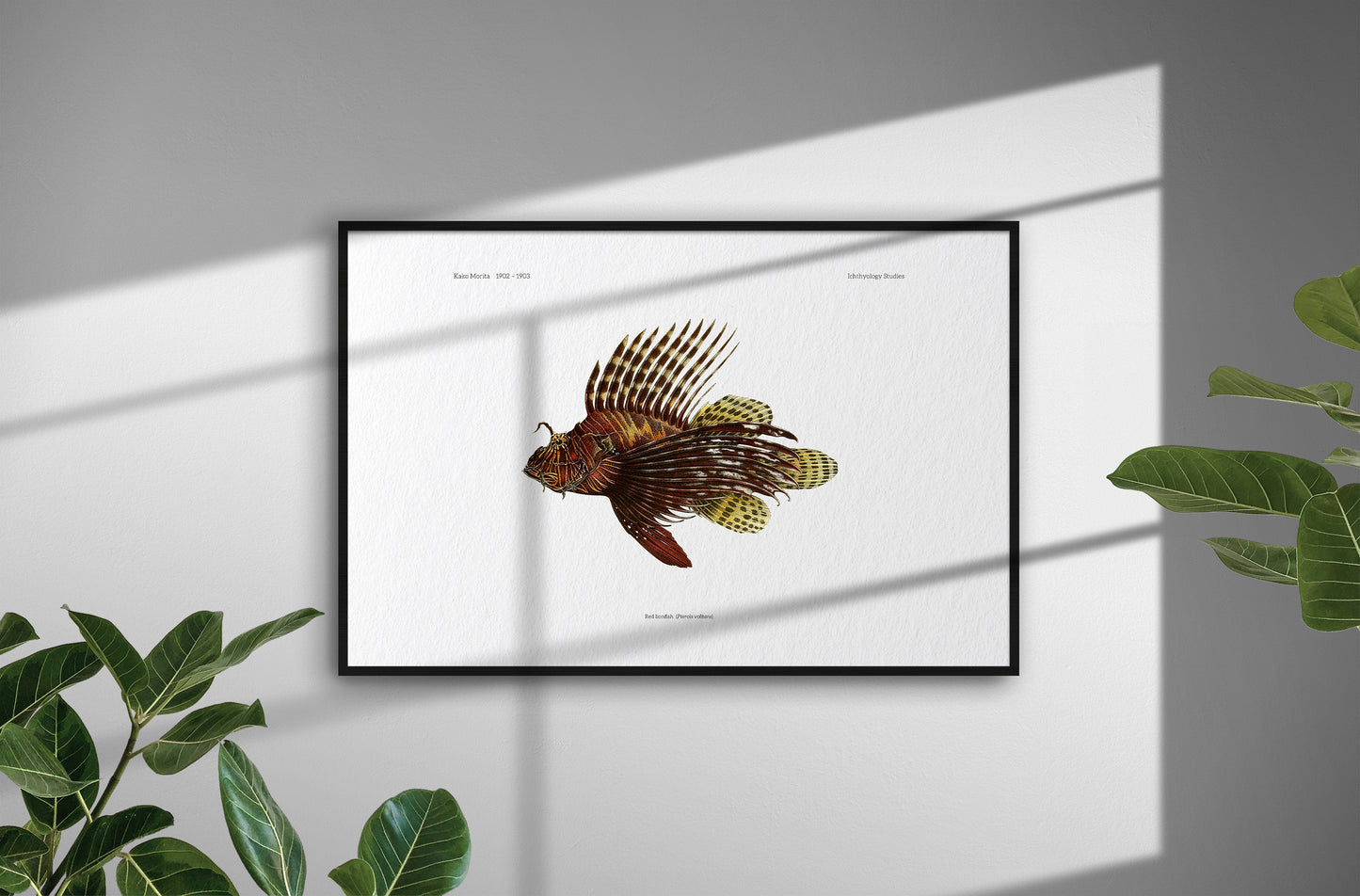 Red Lionfish | 1902–1903