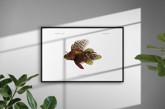 Red Lionfish | 1902–1903