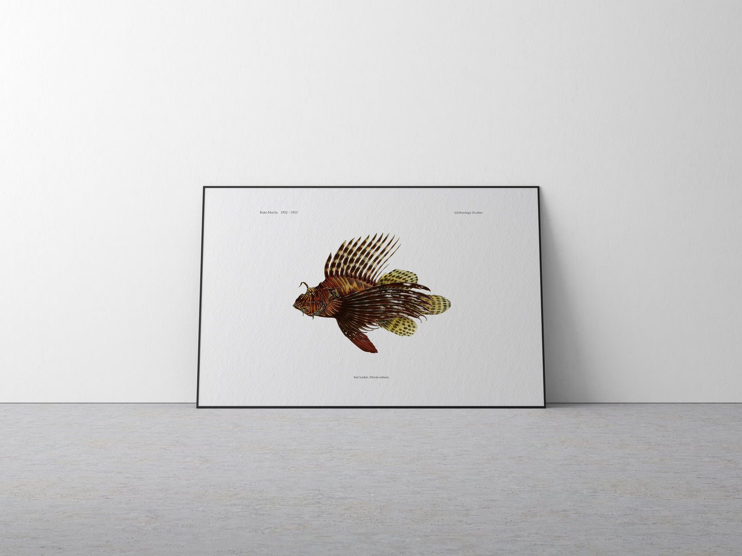 Red Lionfish | 1902–1903