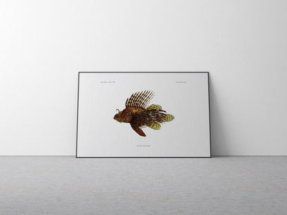 Red Lionfish | 1902–1903