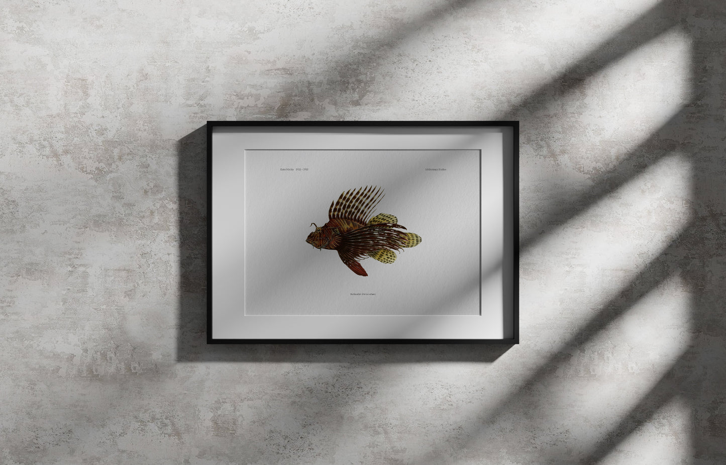 Red Lionfish | 1902–1903