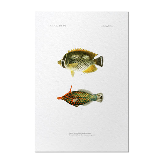 Chevron Butterflyfish and Orange-Spotted Filefish | 1902–1903
