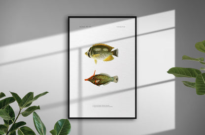 Chevron Butterflyfish and Orange-Spotted Filefish | 1902–1903